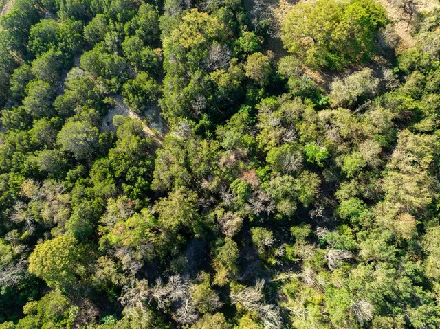 a view of a lush green forest with a plant