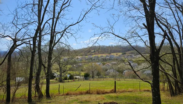 a view of a yard with a tree