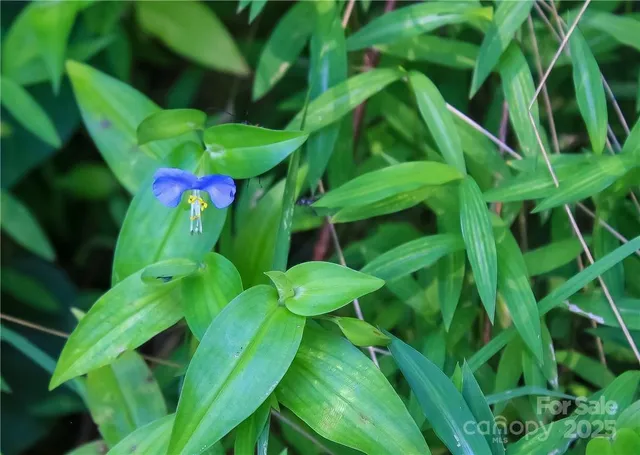 $60,000 | Tbd Greenyard Trail, Unit 7, Candler, NC 28715