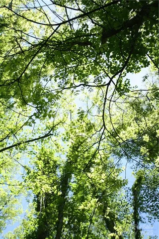 $60,000 | Tbd Greenyard Trail, Unit 7, Candler, NC 28715