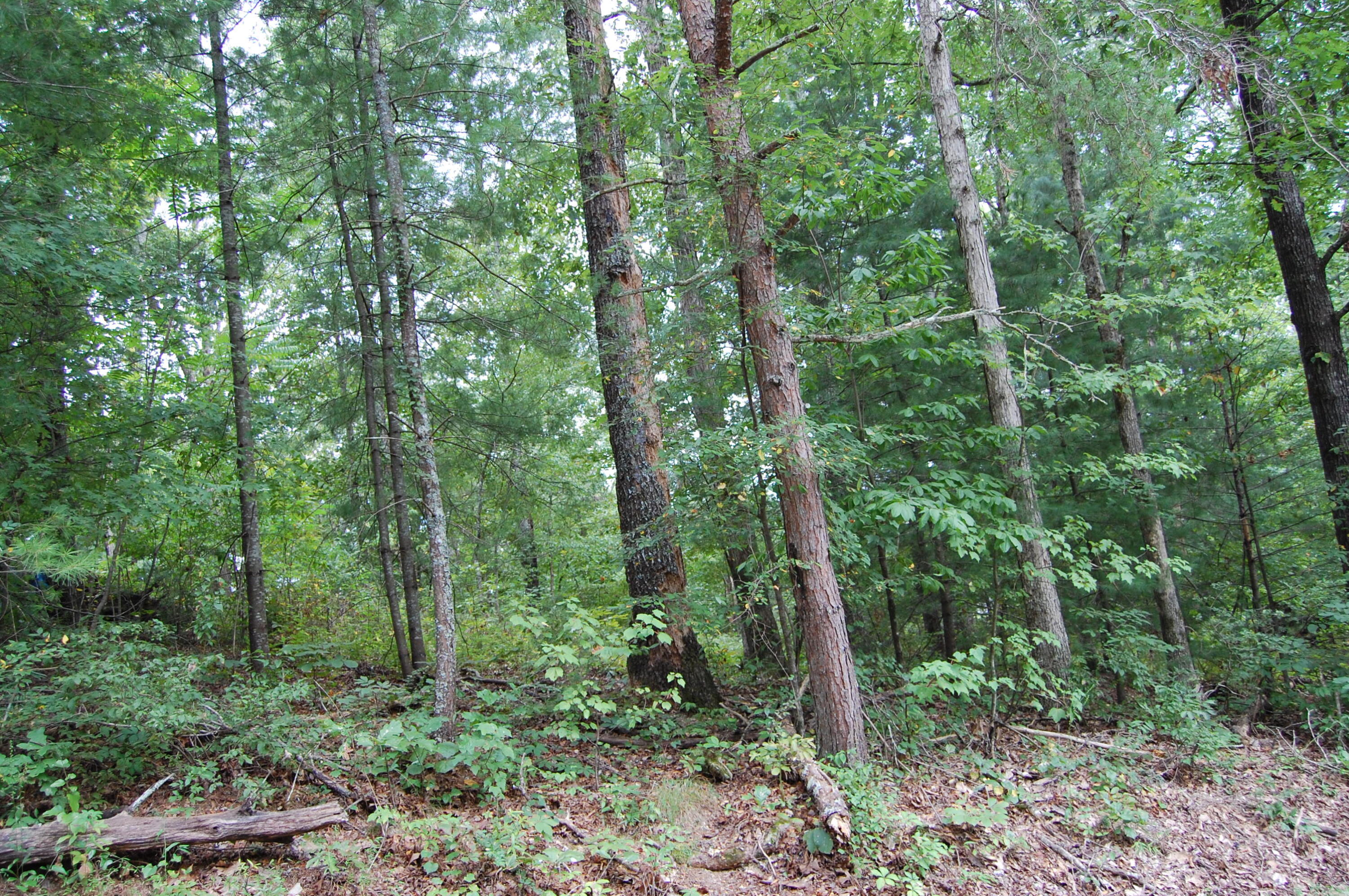 289 Dogwood Circle, Unit 2427 Decatur, TN 37322 - Photo 48 of 52 DSC_0216