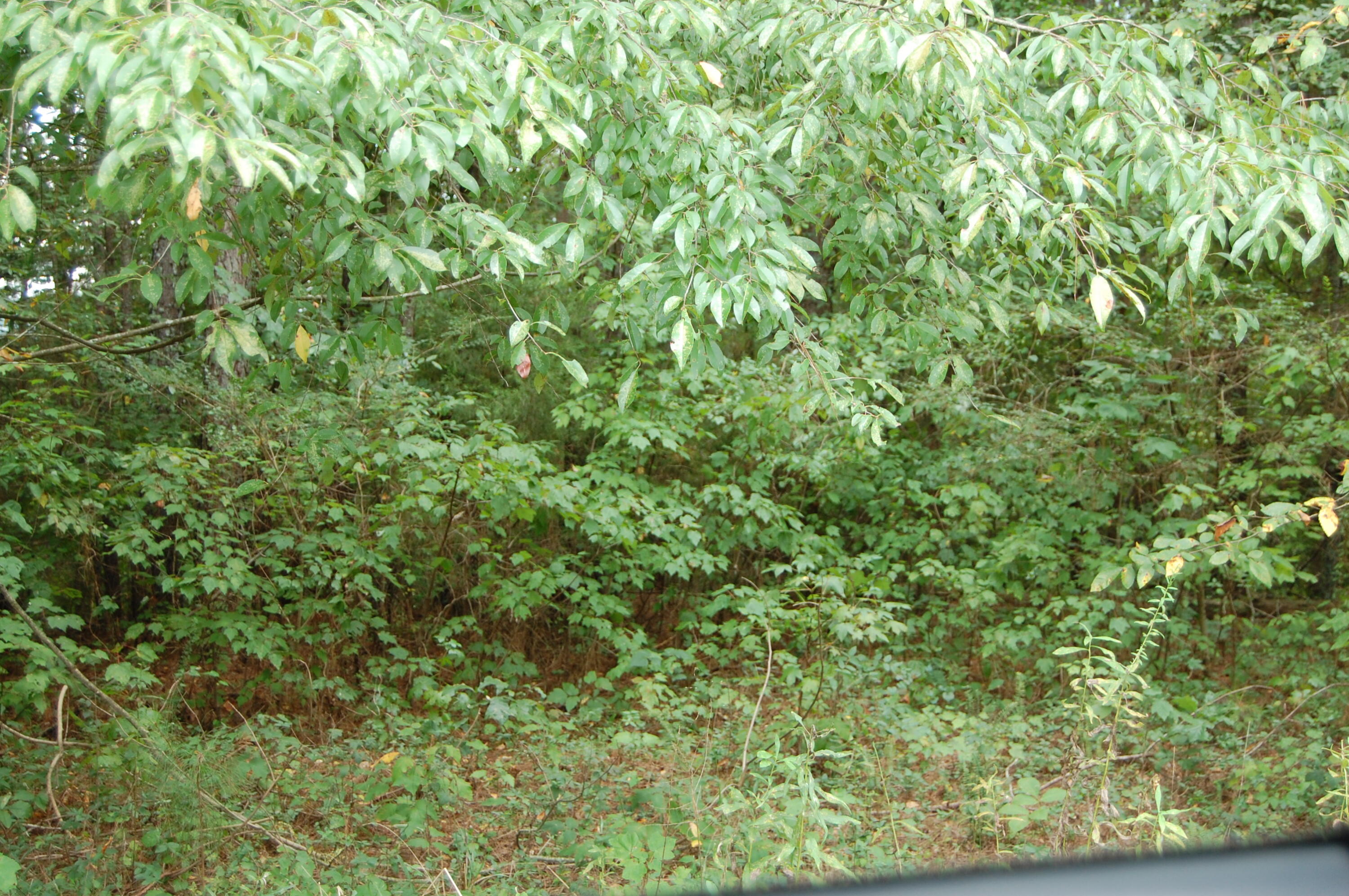 289 Dogwood Circle, Unit 2427 Decatur, TN 37322 - Photo 51 of 52 DSC_0218
