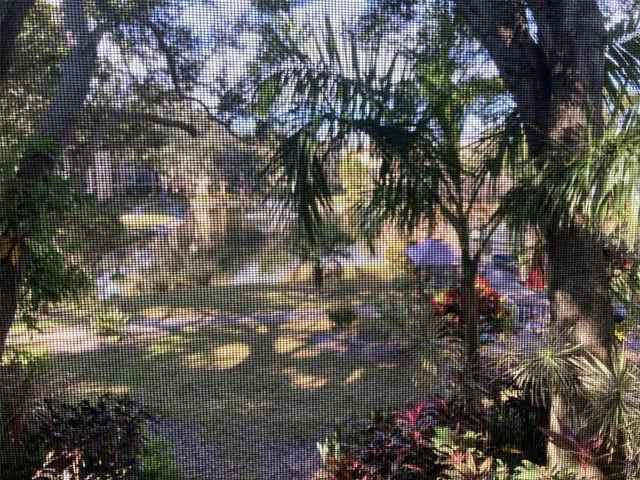 a view of a yard with plants and trees