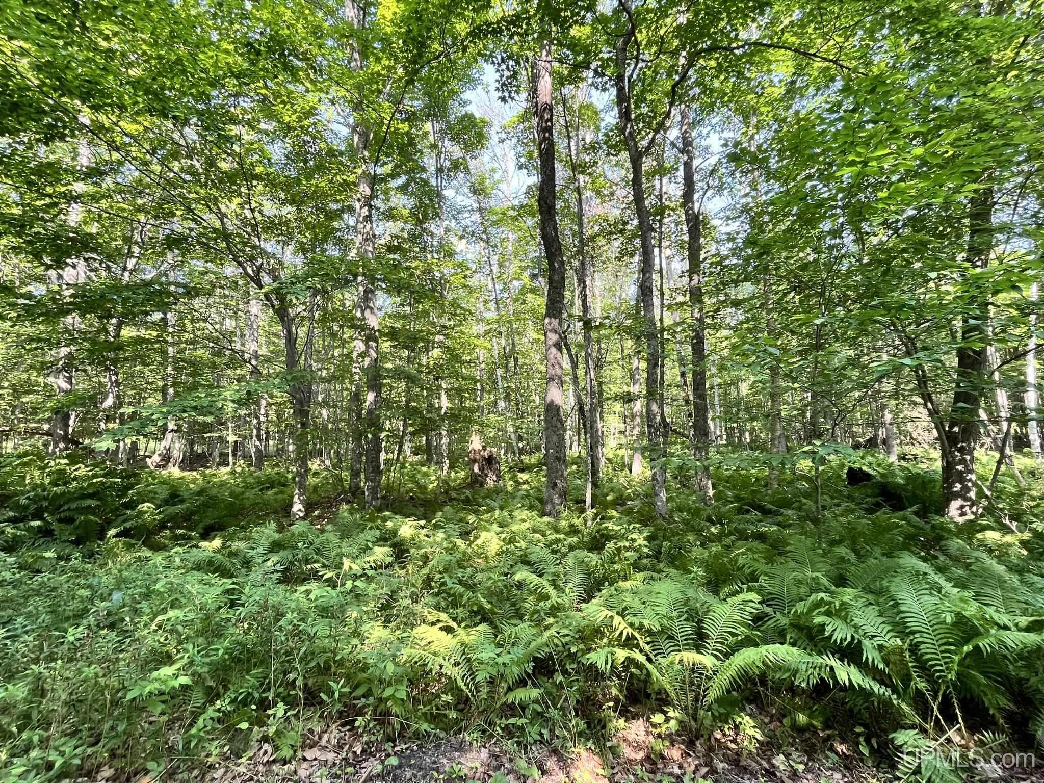 Tbd Neazor Point Road South Germfask, MI 49836 - Photo 13 of 27 Gallery Image 13
