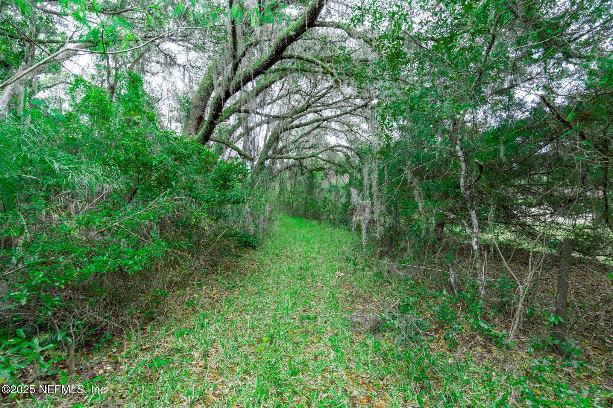 5705 CR 208 St. Augustine, FL 32092 - Photo 62 of 86 a view of a lush green forest