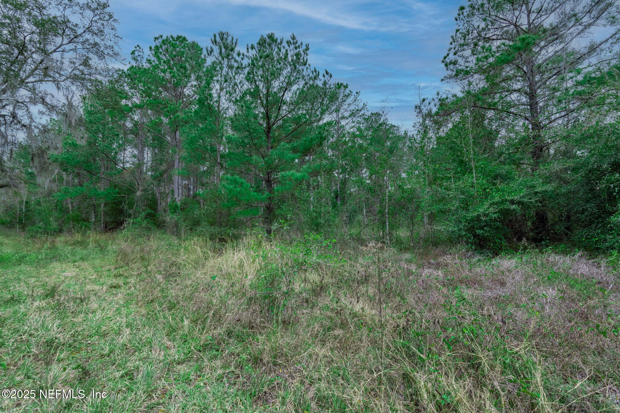 5705 CR 208 St. Augustine, FL 32092 - Photo 63 of 86 a view of a lush green forest