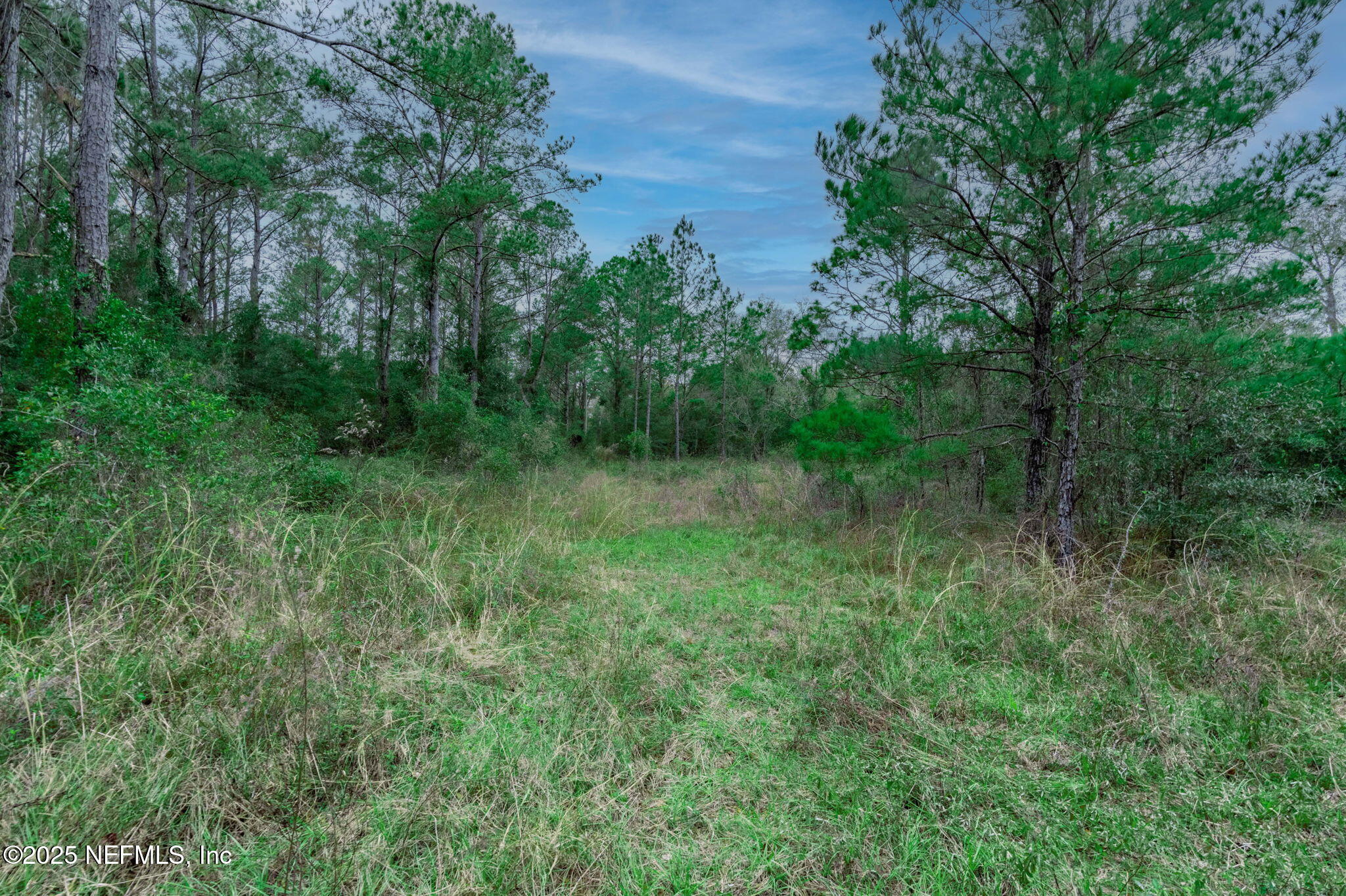 5705 CR 208 St. Augustine, FL 32092 - Photo 64 of 86 a view of a lush green forest with lots of trees