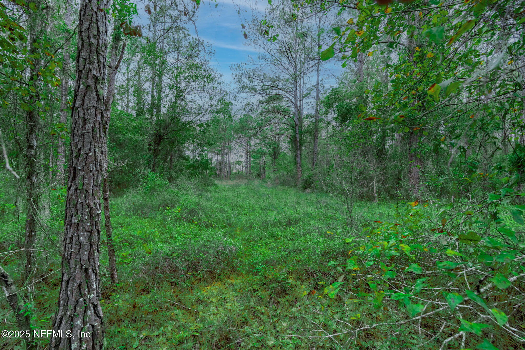 5705 CR 208 St. Augustine, FL 32092 - Photo 66 of 86 a view of a lush green forest