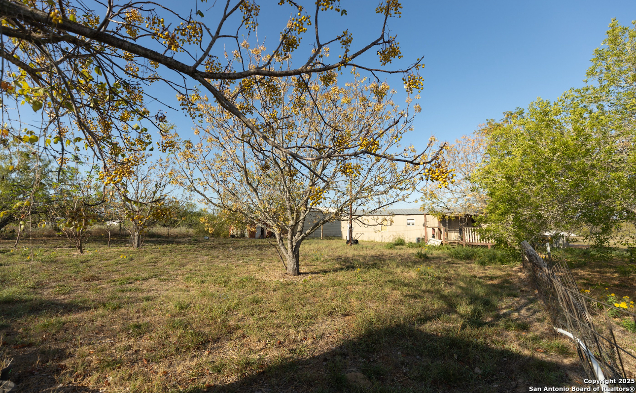 1440 Rendon Road Poteet, TX 78065 - Photo 9 of 22 a view of yard with large tree