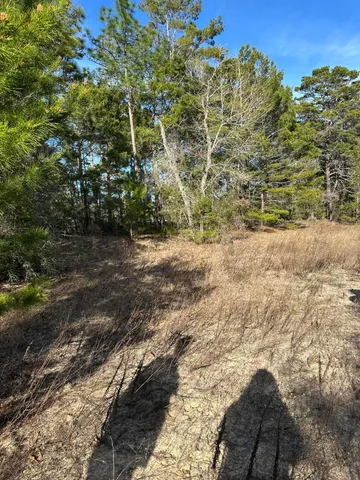a view of a yard with plants and trees