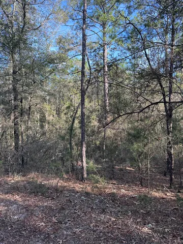 a view of a yard with plants and large trees
