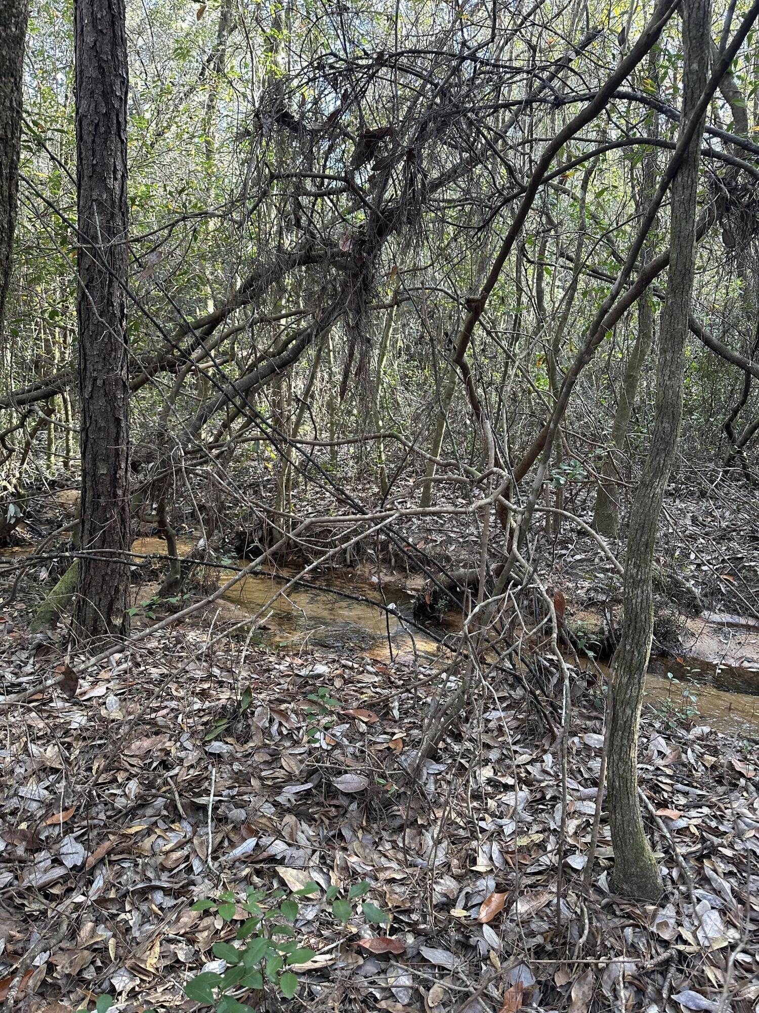 5225 Kimp Road Crestview, FL 32539 - Photo 13 of 15 a view of forest