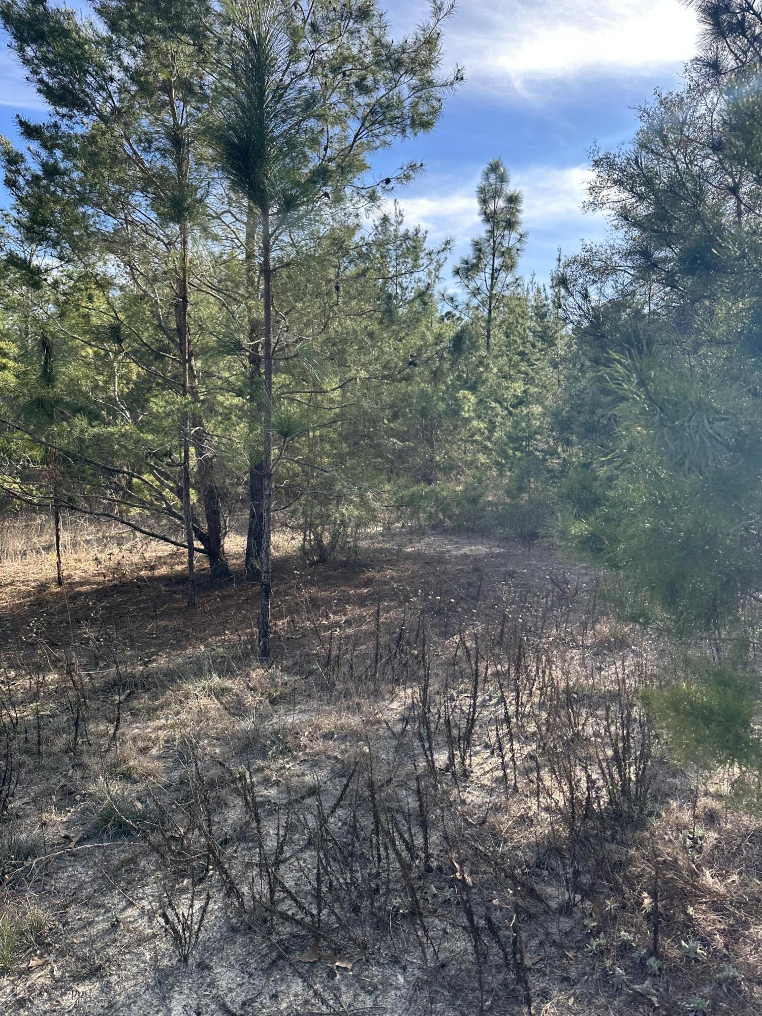 5225 Kimp Road Crestview, FL 32539 - Photo 2 of 15 a view of a forest with trees