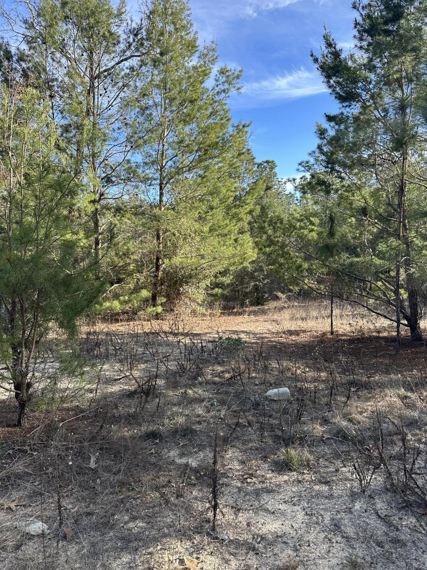 5225 Kimp Road Crestview, FL 32539 - Photo 3 of 15 a view of a yard with plants and trees