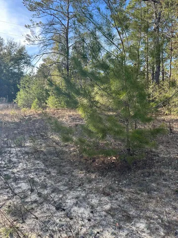 a view of a dry yard with trees