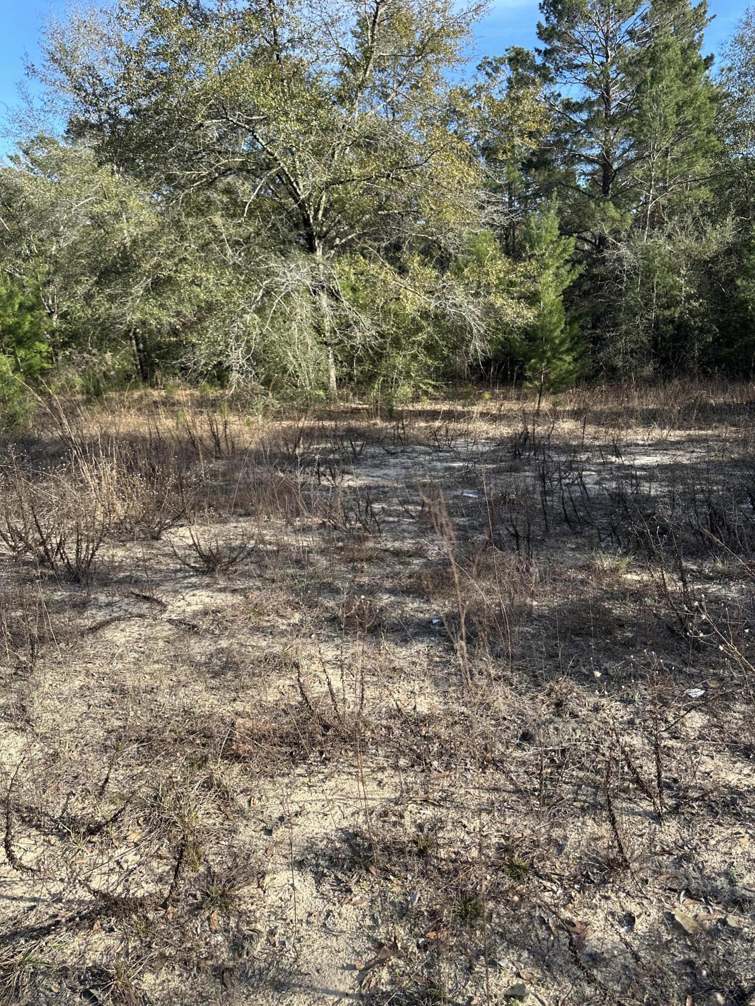 5225 Kimp Road Crestview, FL 32539 - Photo 7 of 15 a view of a dry yard with trees