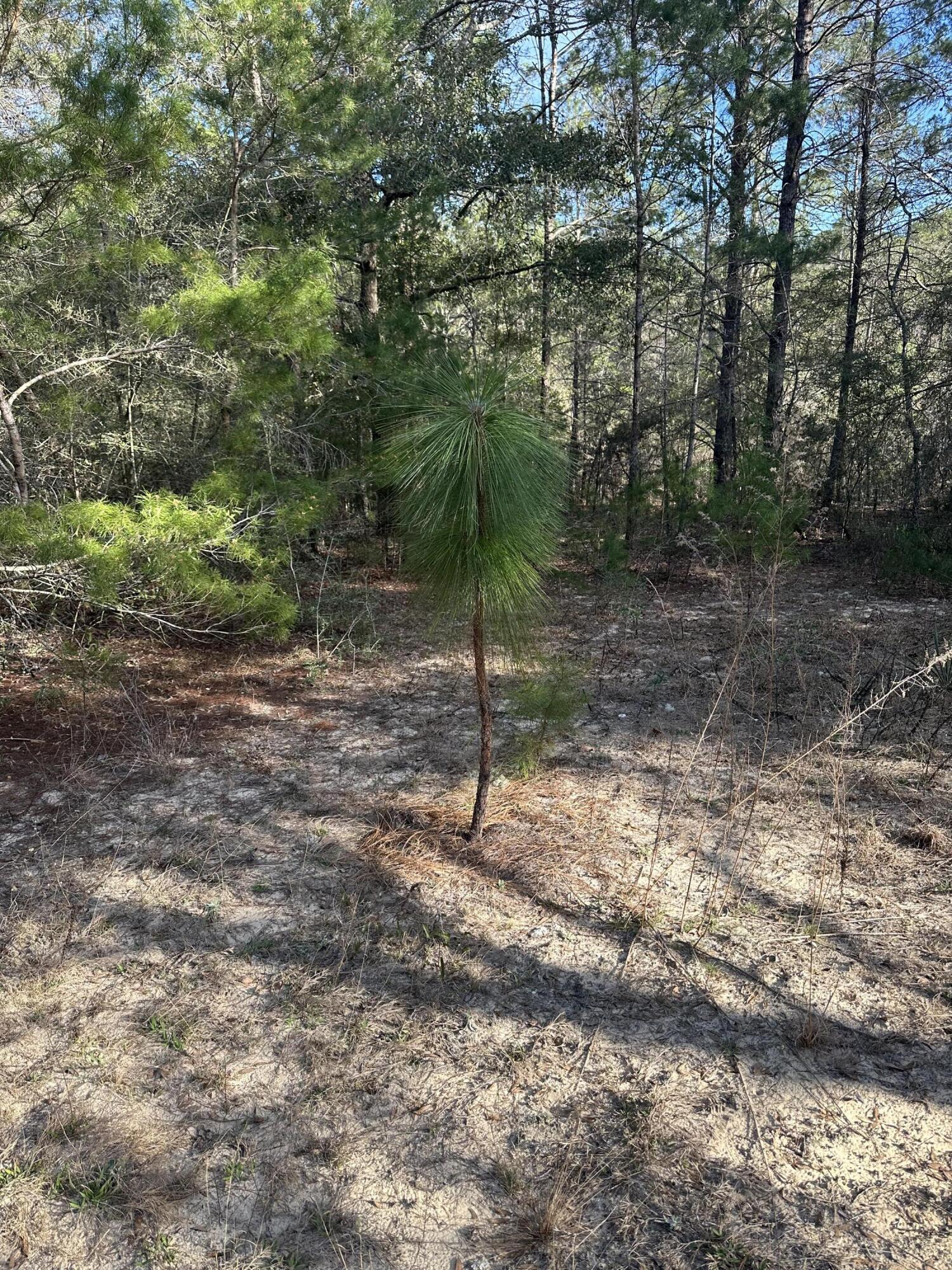 5225 Kimp Road Crestview, FL 32539 - Photo 8 of 15 a backyard of a house with lots of green space