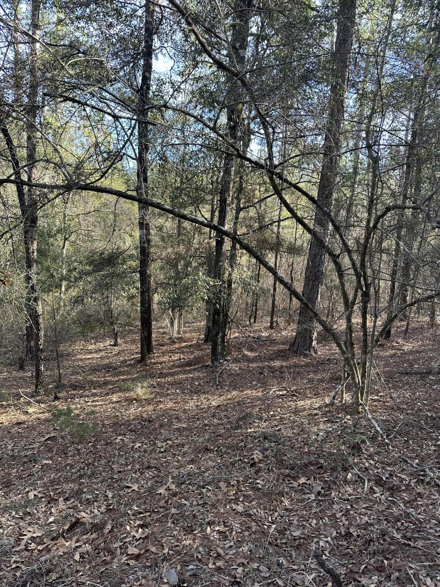5225 Kimp Road Crestview, FL 32539 - Photo 9 of 15 a view of a yard with large trees