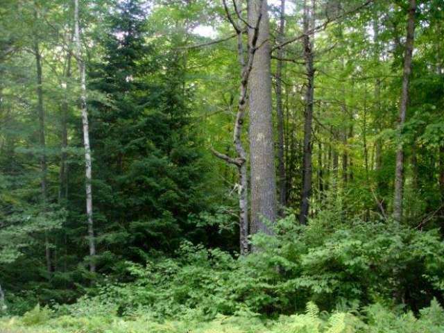 On Deerskin Road, Unit LOT #1 Eagle River, WI 54521 - Photo 6 of 9 Gallery Image 6
