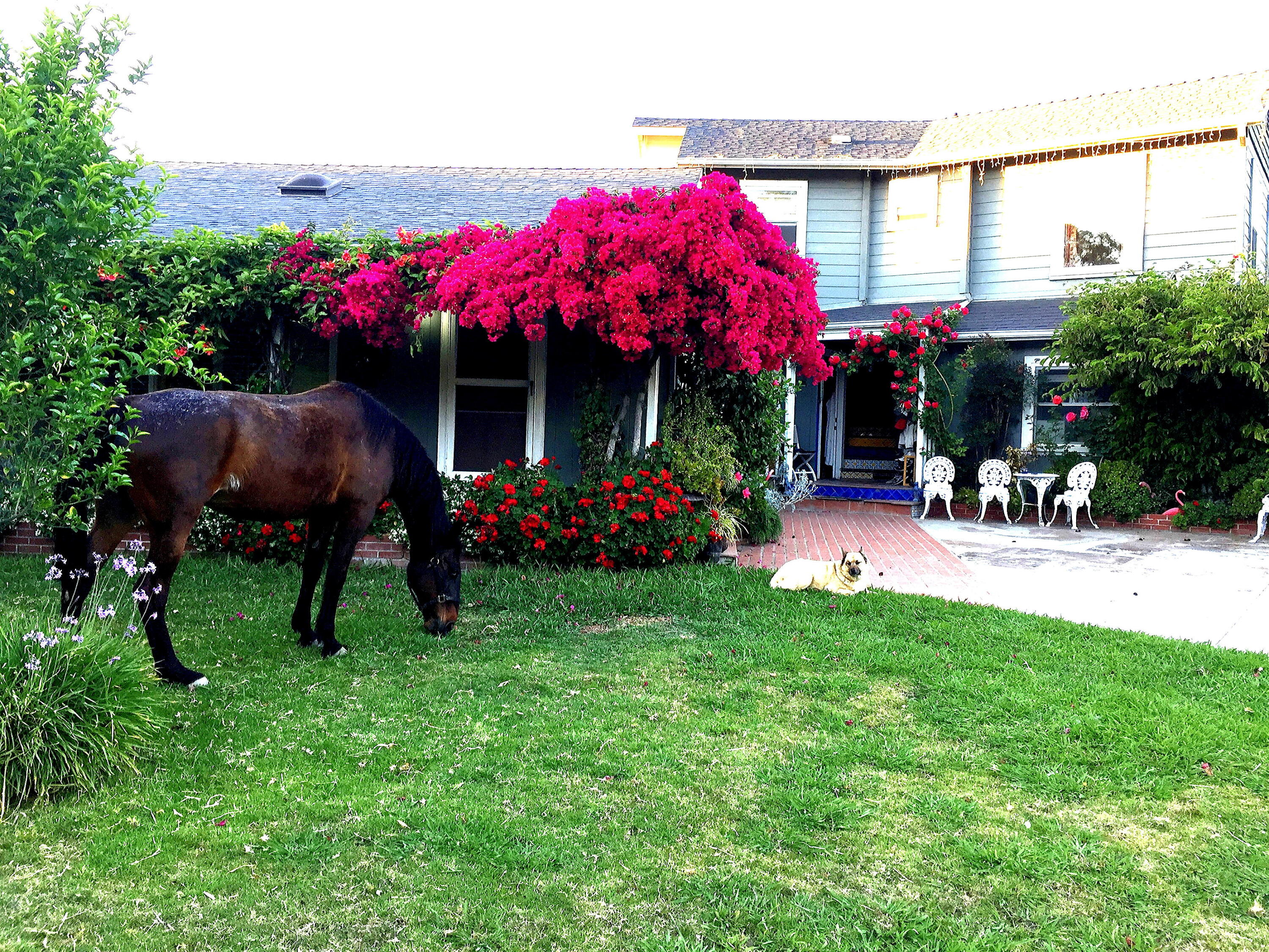 4156 Vista Clara Road Santa Barbara, CA 93110 - Photo 1 of 36 VC Horse & Dog Adj 1 IMG_3749