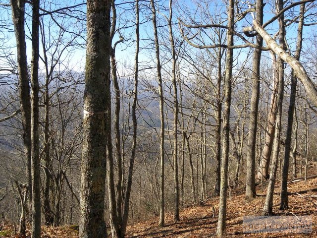 Lot 13 Saddle Road Boone, NC 28607 - Photo 3 of 4 a view of a forest