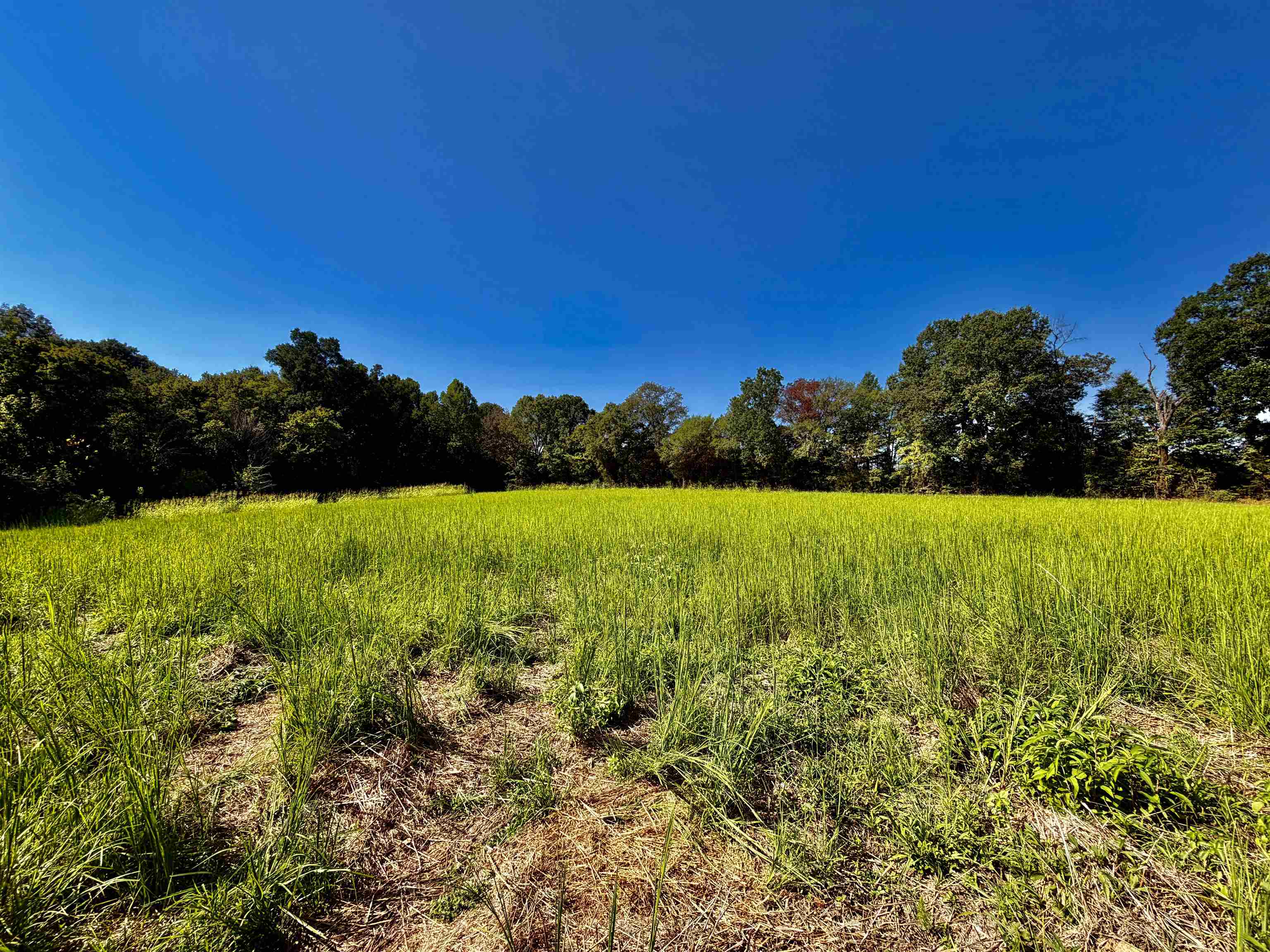 21.10-acres Terry Road Somerville, TN 38068 - Photo 8 of 18 Gallery Image 8