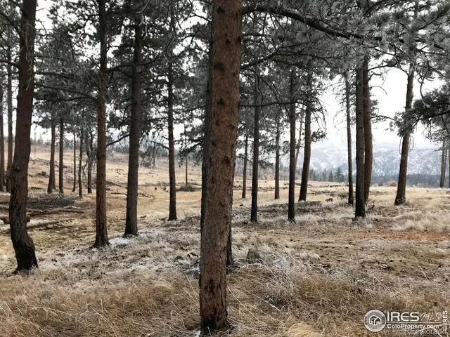 a view of a lake in middle of forest