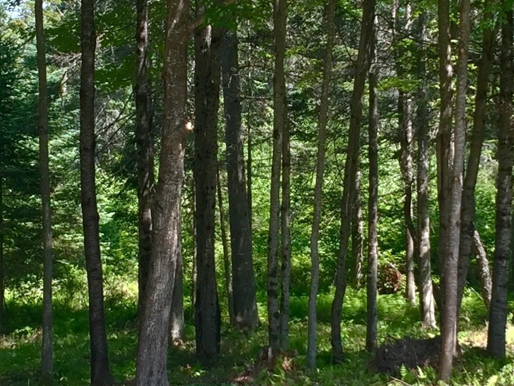 93 Nason Road Sugar Hill, NH 03586 - Photo 30 of 36 Gallery Image 30