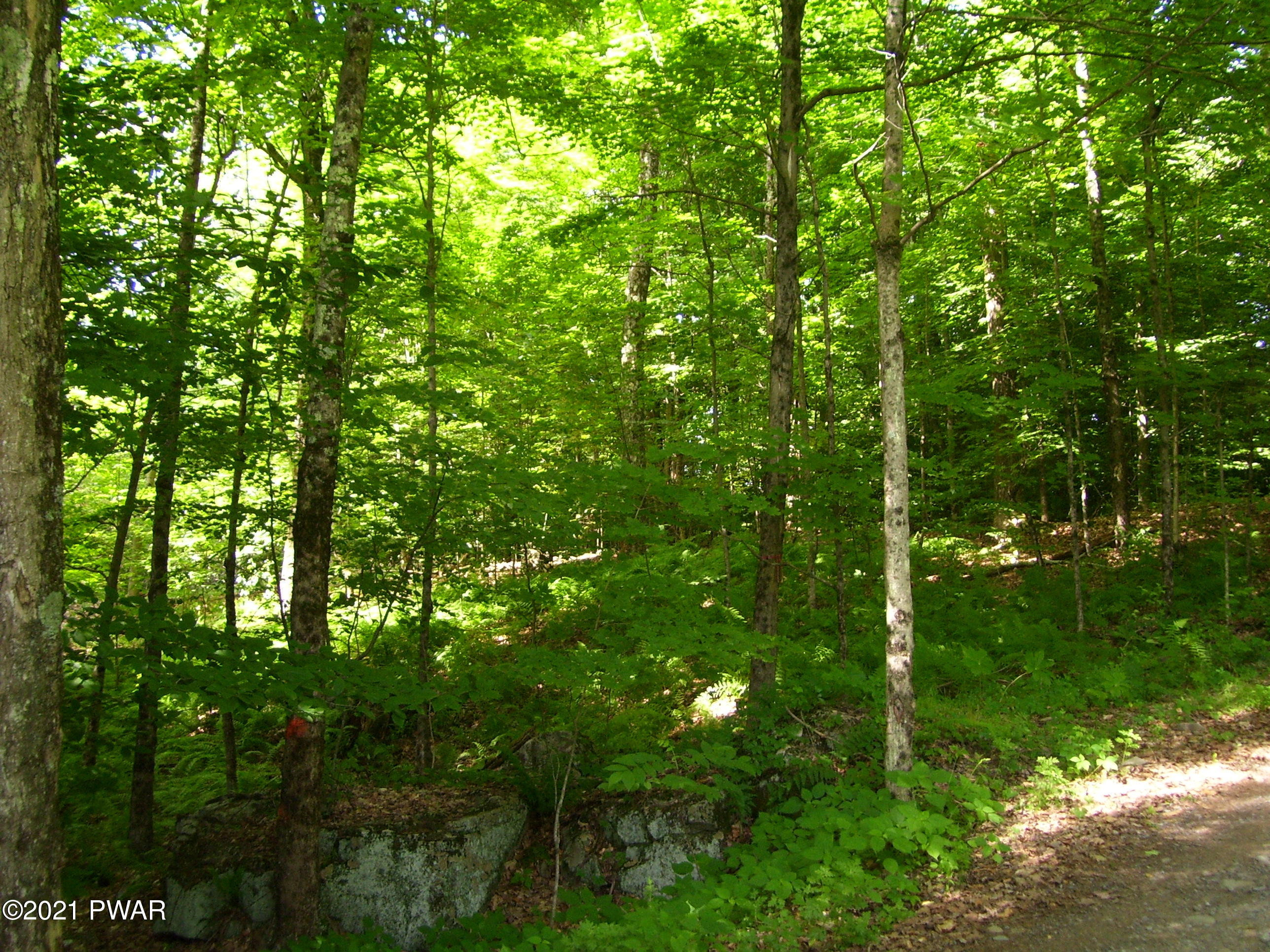 0 Forks Bridge Road Newfoundland, PA 18445 - Photo 8 of 16