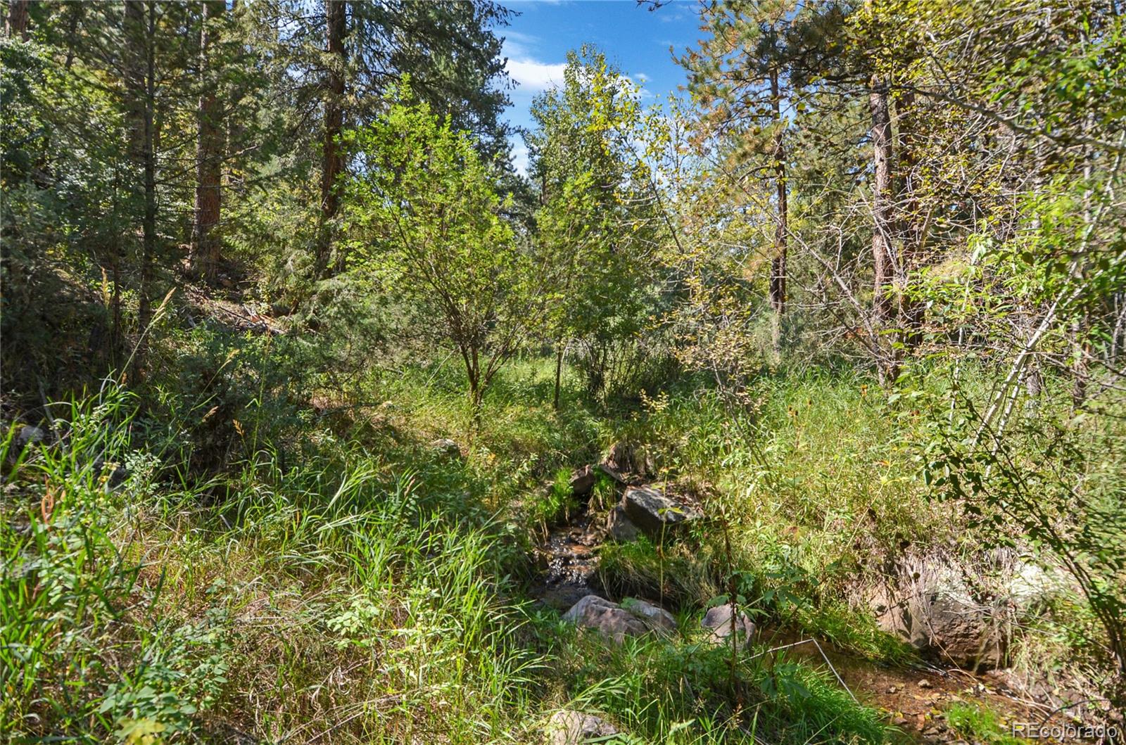 3074 High Road Evergreen, CO 80439 - Photo 6 of 40 a view of a lush green forest