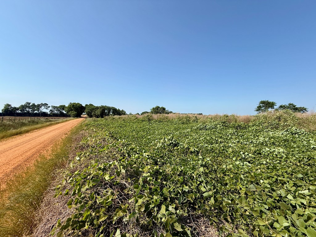 1.0-acre Hollis Dairy Road Newton, AL 36352 - Photo 6 of 8