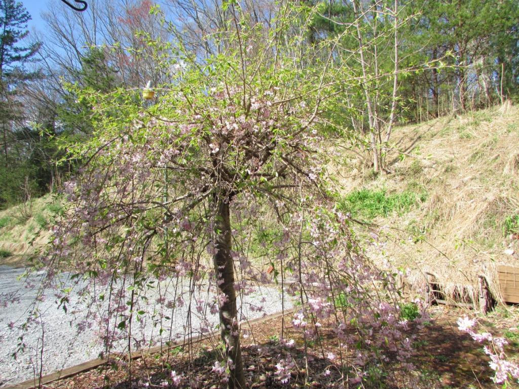 113 Bowman Road Unicoi, TN 37692 - Photo 14 of 16 Photo 14