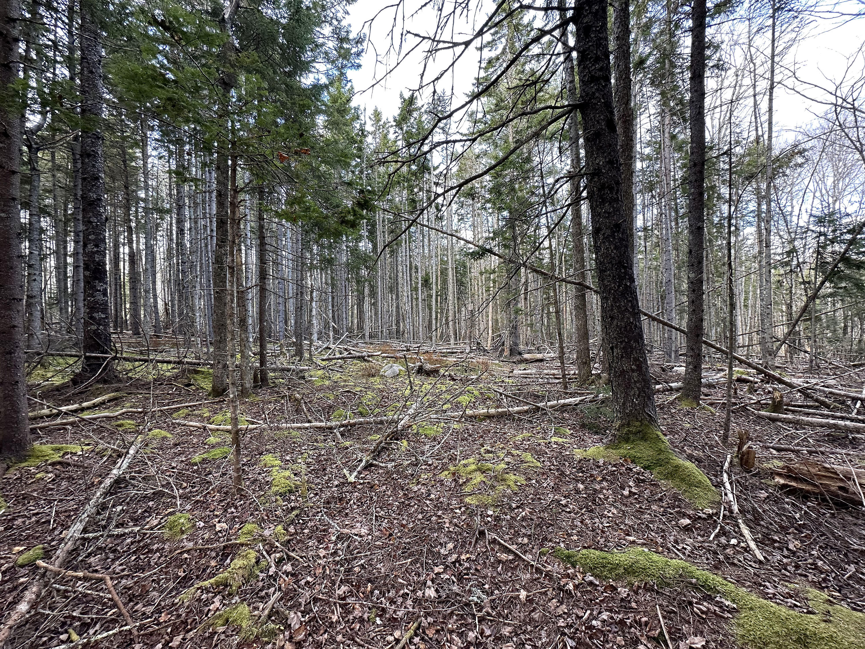 102 Naskeag Point Road Brooklin, ME 04616 - Photo 17 of 22 102 Naskeag_017