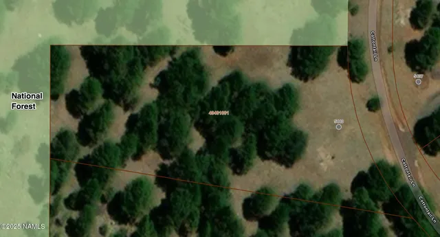 a close up of a plant in a garden