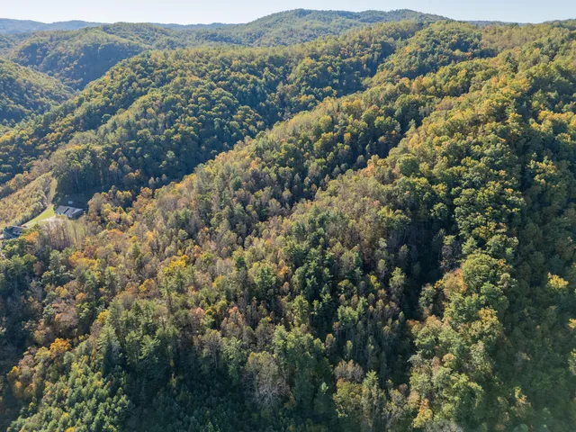a view of a forest with mountains in the background