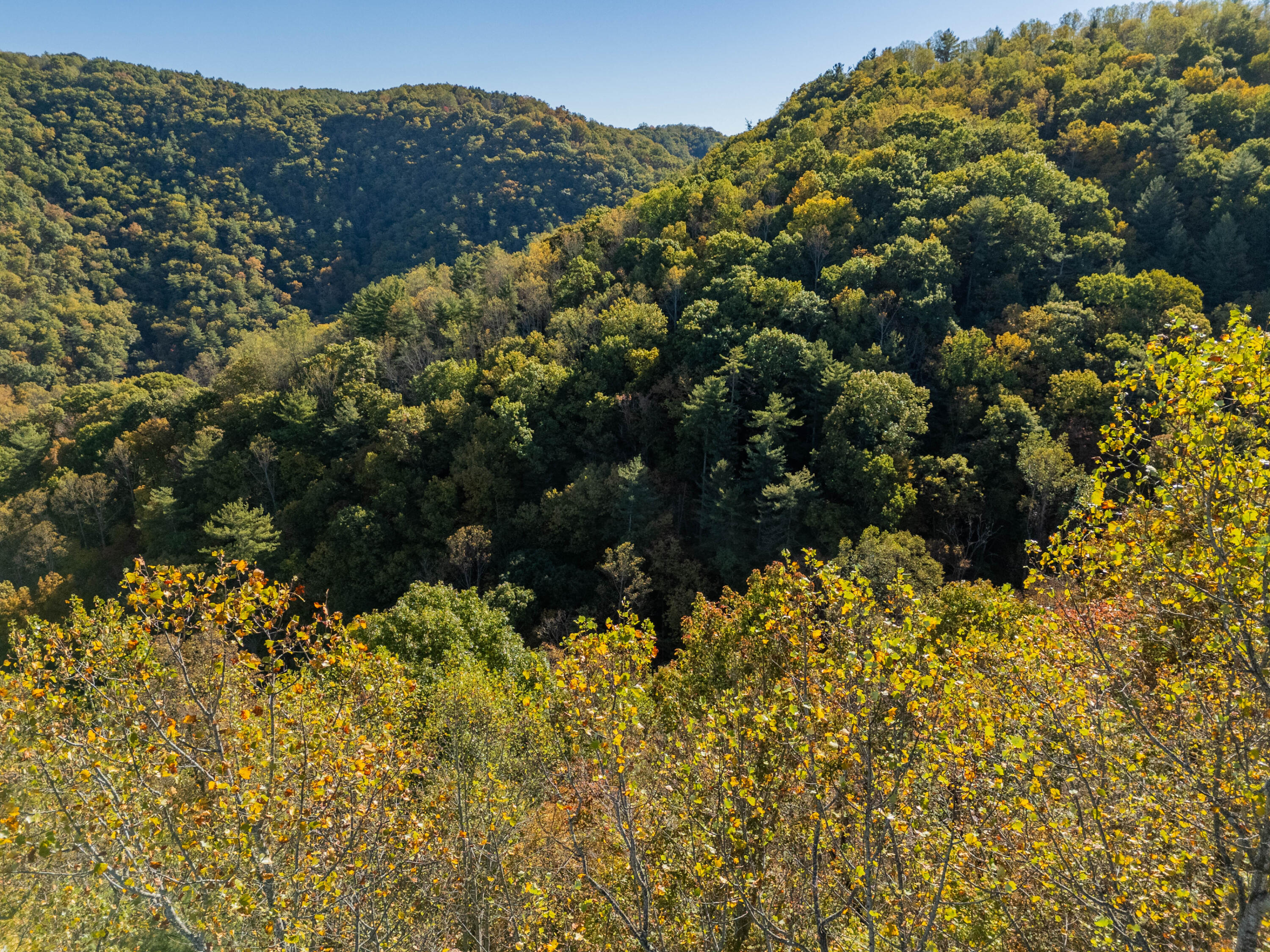 Tbd Lick Ridge Road Northeast Check, VA 24072 - Photo 20 of 71 a view of a bunch of flowers