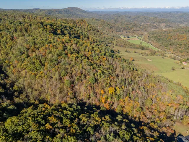 a view of a lush green forest with mountains in the background