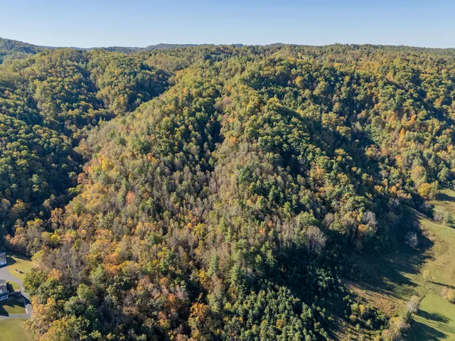 a view of forest with trees