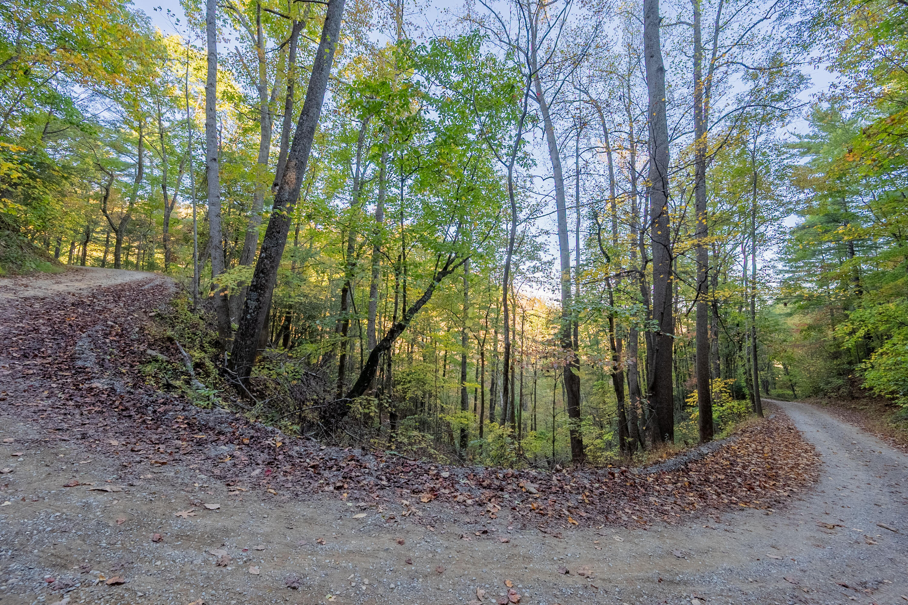 Tbd Lick Ridge Road Northeast Check, VA 24072 - Photo 37 of 71 a view of a yard with plants and trees