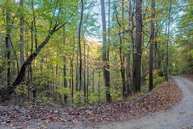 a view of a yard with a tree