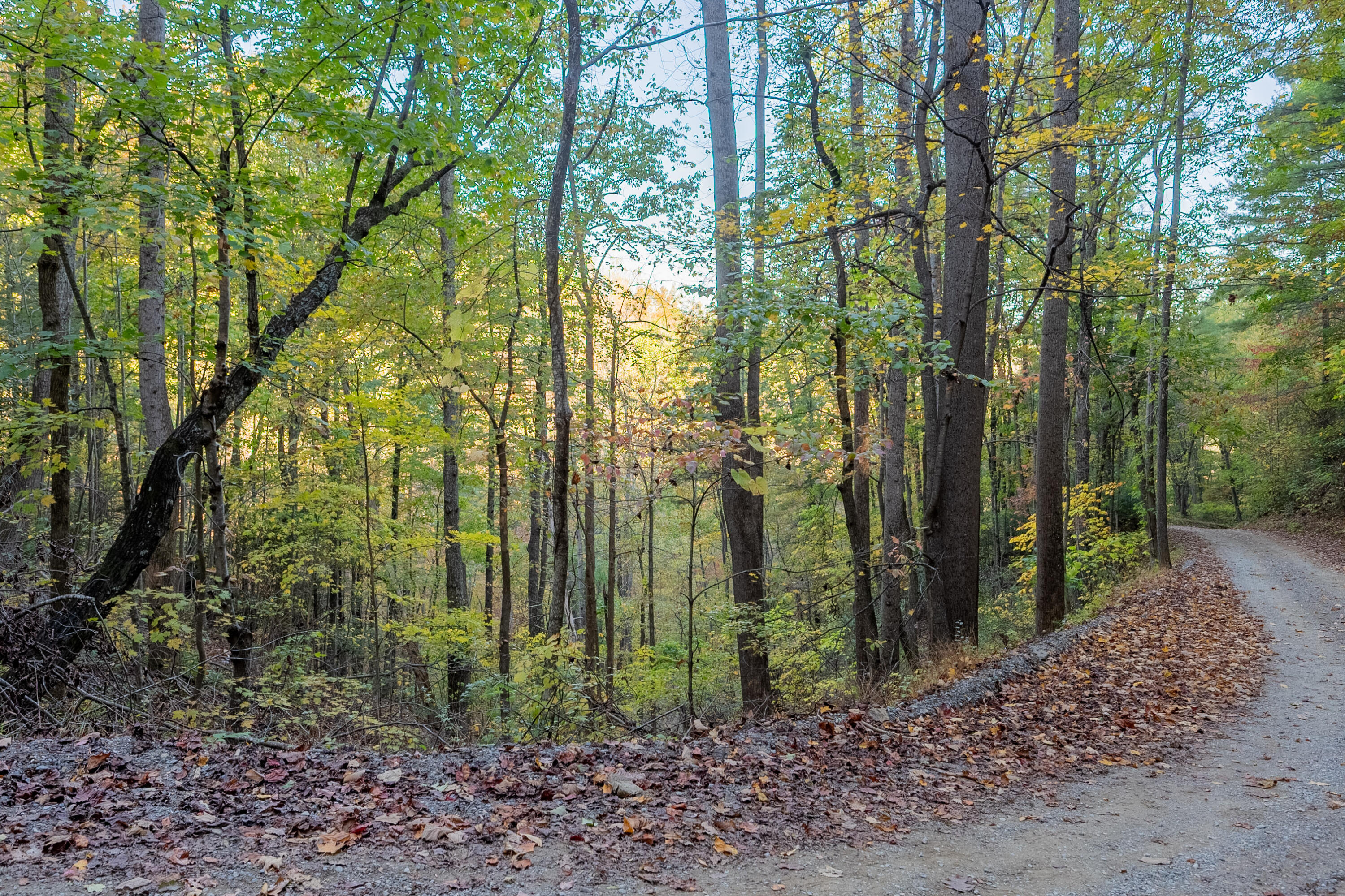 Tbd Lick Ridge Road Northeast Check, VA 24072 - Photo 38 of 71 a view of a garden