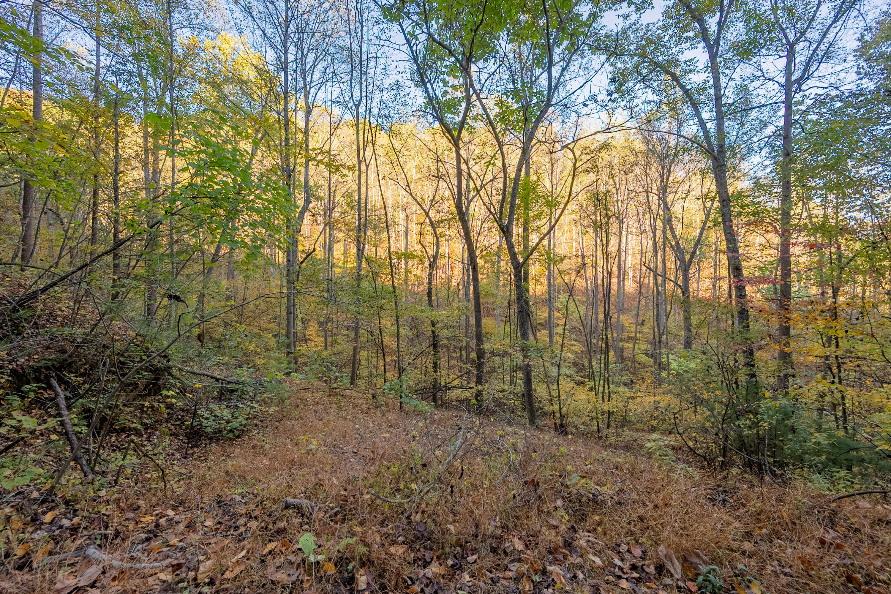Tbd Lick Ridge Road Northeast Check, VA 24072 - Photo 40 of 71 a view of forest with trees