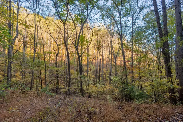 a view of hardwood and tree