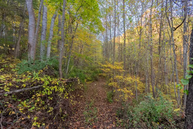 a view of a yard with plants and tree