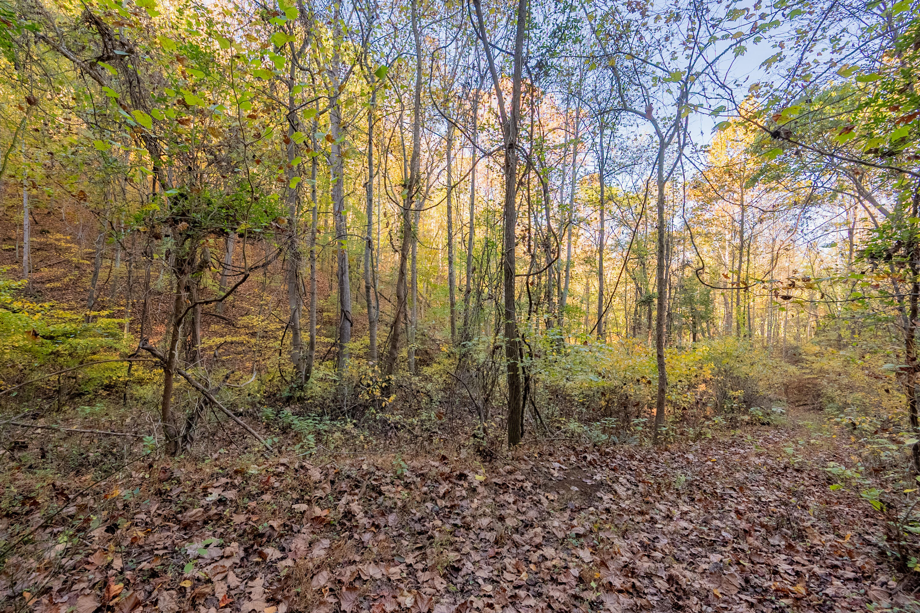 Tbd Lick Ridge Road Northeast Check, VA 24072 - Photo 43 of 71 a view of a yard with trees in the background