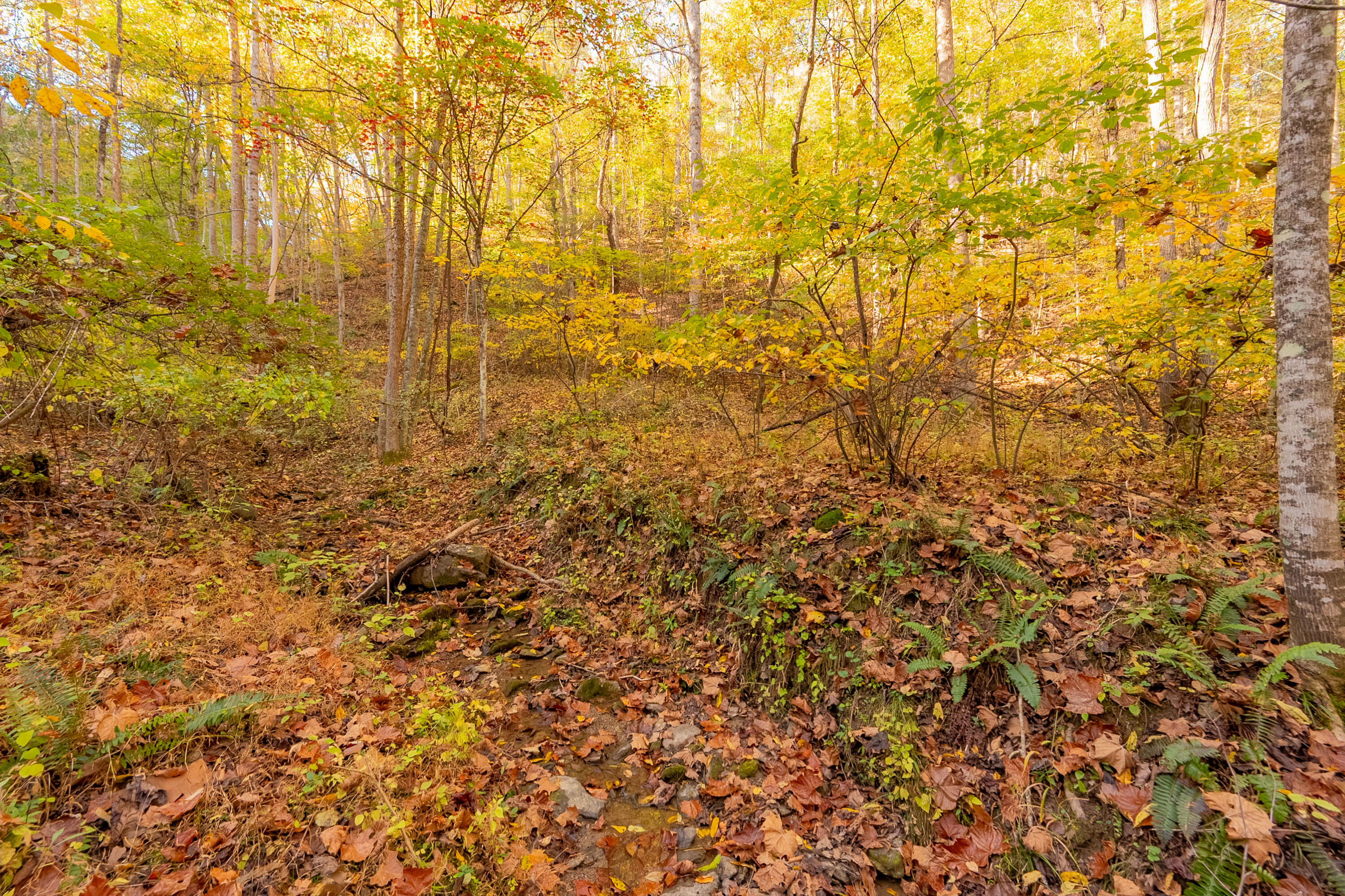 Tbd Lick Ridge Road Northeast Check, VA 24072 - Photo 46 of 71 a view of residential space with wooden walls and shower
