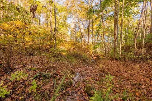 a view of a yard with a tree