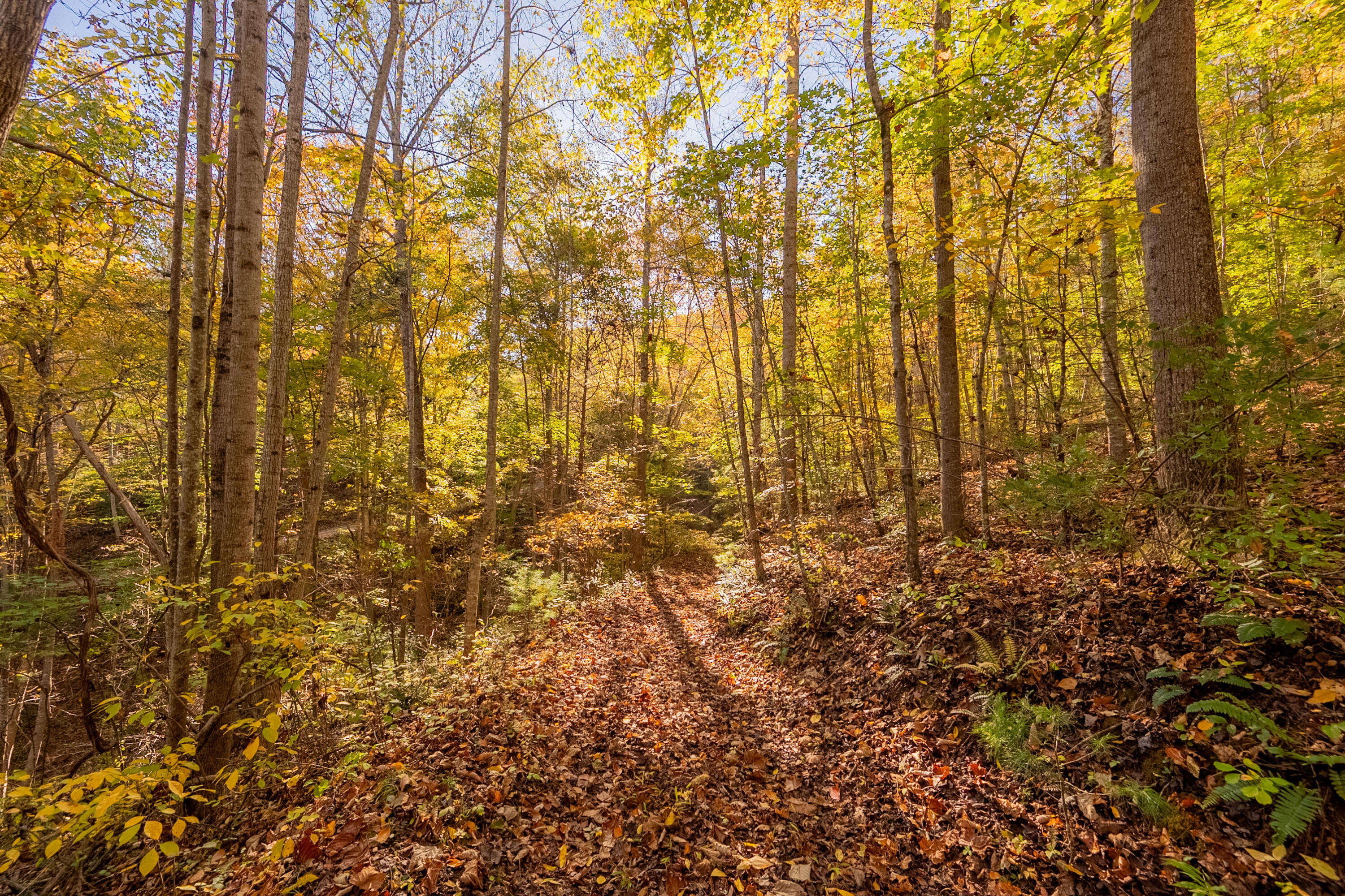 Tbd Lick Ridge Road Northeast Check, VA 24072 - Photo 51 of 71 shawsville-15