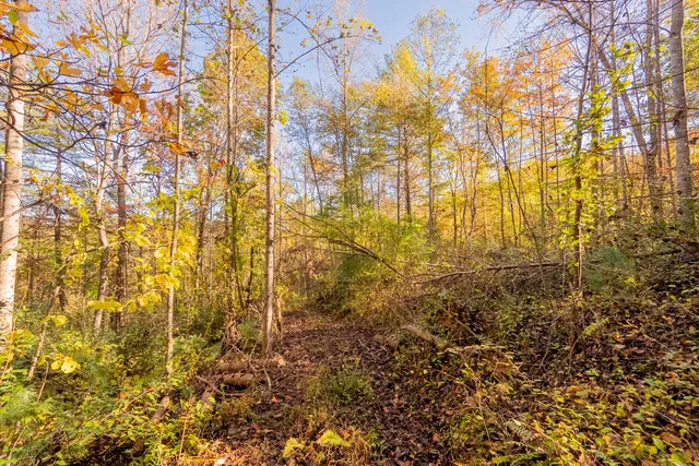 $175,000 | Tbd Lick Ridge Road Northeast, Check, VA 24072