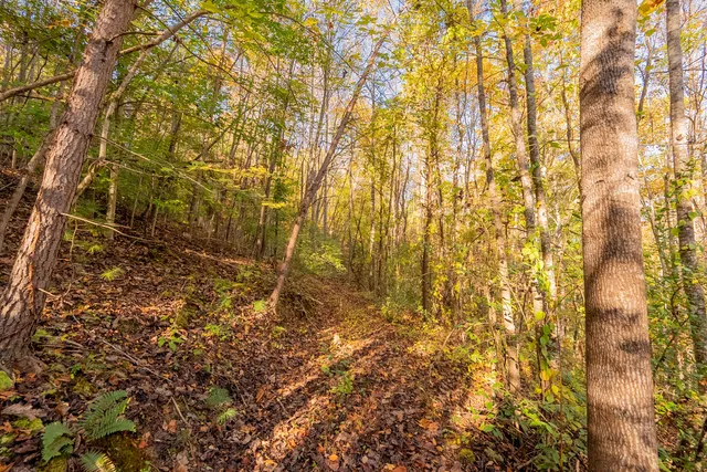 $175,000 | Tbd Lick Ridge Road Northeast, Check, VA 24072